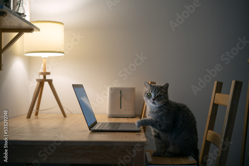 Cat working at the computer