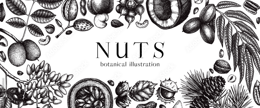 Vector nuts banner in vintage style. Vintage nuts sketched frame. Healthy food background with branches, plants, fruit, nutshells hand-drawings. Realistic botanical illustrations for packaging design - obrazy, fototapety, plakaty 