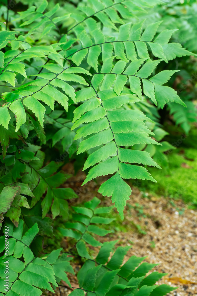 Giant maidenhair fern in natura Giant maidenhair fern in natura