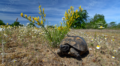 Marginated tortoise // Breitrandschildkröte (Testudo marginata) - Nestos Delta, Greece