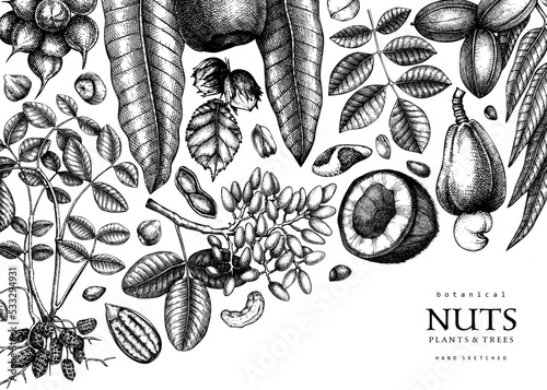 Vector background in vintage style. Vintage nuts sketched banner. Healthy food backdrop with branches, plants, nutshells hand-drawings. Realistic botanical illustrations for packaging design