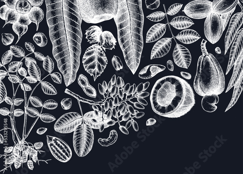 Vector nuts background on chalkboard. Vintage nuts sketched banner. Healthy food backdrop with branches, plants, nutshells hand-drawings. Realistic botanical illustrations for packaging design