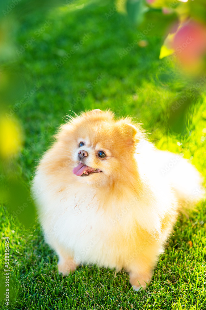 Small fluffy dog breed pomeranian red color sitting on the lawn at home in summer