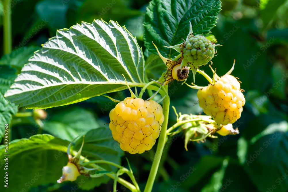 Photography on theme beautiful berry branch raspberry bush Photography on theme beautiful berry branch raspberry bush