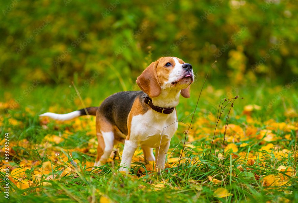 Beagle dog walking on the grass covered with fallen leaves in the autumn park