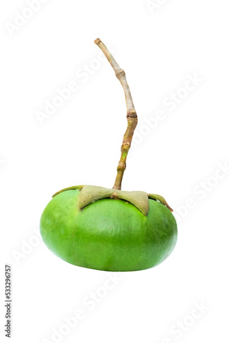 Pedada fruit (Sonneratia caseolaris) on a white background with a clipping path photo