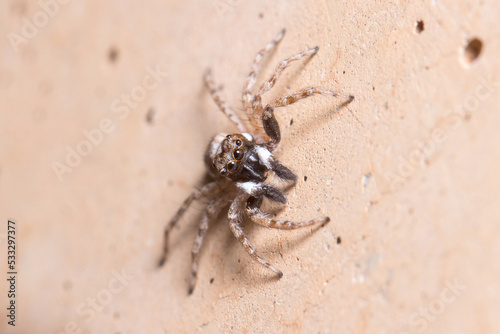 Male Menemerus semilimbatus spider staring from a wall