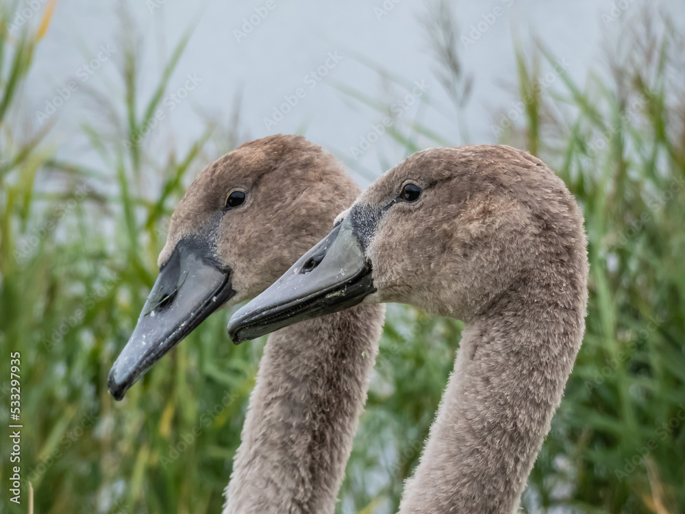 Close-up portrait of beautiful young mute swan or cygnet (cygnus olor) with grey feathers Close-up portrait of beautiful young mute swan or cygnet (cygnus olor) with grey feathers