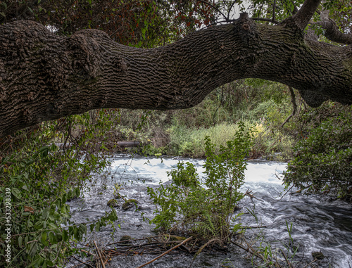 Dan River, originating from Tel Dan springs, the largest of the Jordan River sources, Tel Dan Nature Reserve, Kibbutz Dan, Upper Galilee, Northern Israel, Israel.