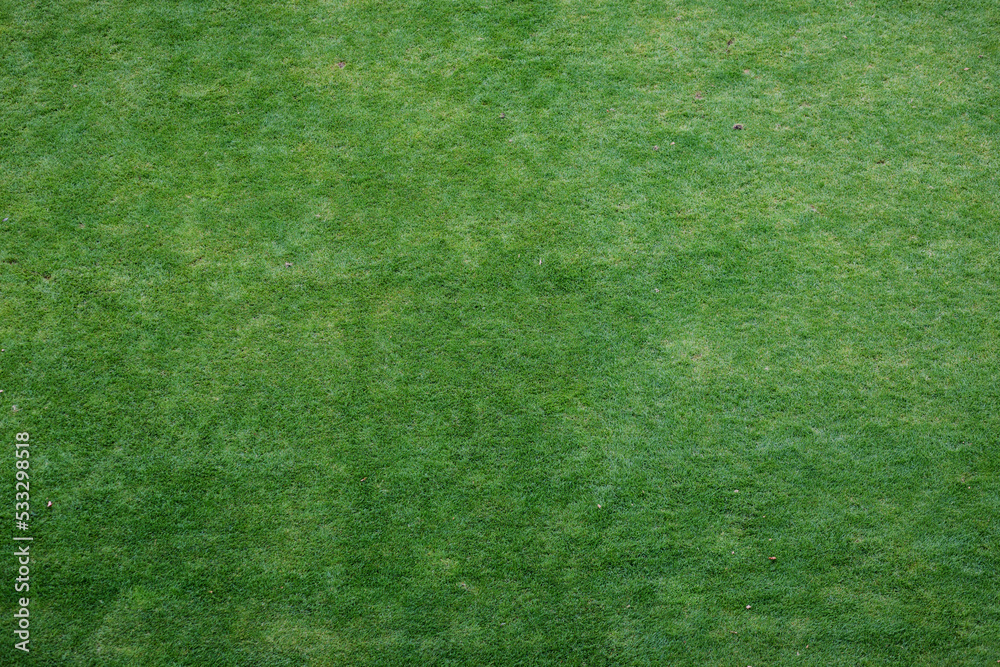 Fototapeta premium Green grass background