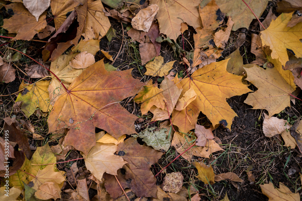 Bright and colorful autumn leaves