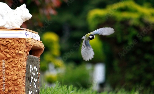 Beautiful Sparrow collect food and fly away