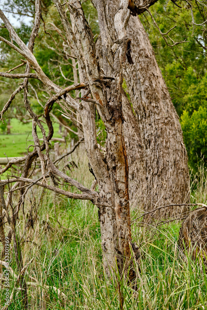 Most species of Eucalyptus are native to Australia, and every state and territory has representative species. About three-quarters of Australian forests are eucalypt forests Most species of Eucalyptus are native to Australia, and every state and territory has representative species. About three-quarters of Australian forests are eucalypt forests