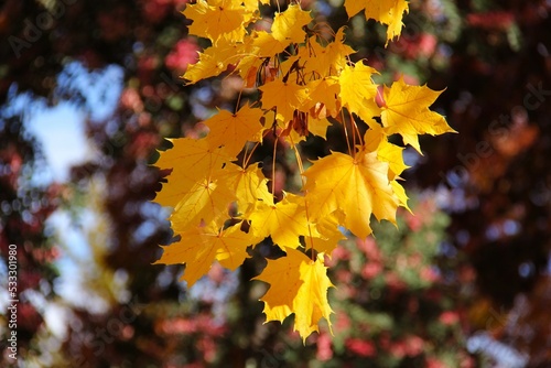 Colorful Maple leaves symbol of Spring homecoming