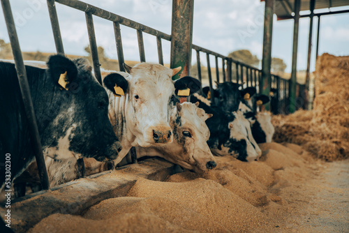 Calves eating fodder at farm photo