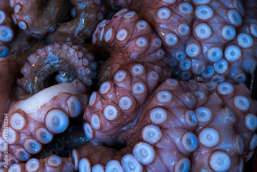 Fresh whole octopus ready to be fried in Holiday Picnic