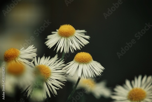 Garden field with full of chamomile and Daisy flowers