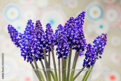 Grape Hyacinths blossom in Handmade Tab