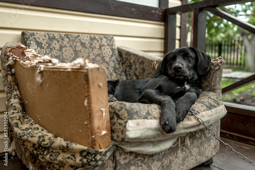Mischievous dog lying on chewed up disheveled armchair photo