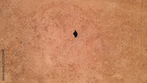 Tracking Shot From Above An Ostrich In The Hai Bar National Park, Israel photo