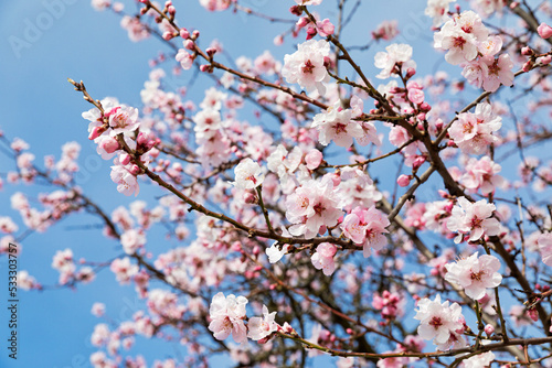 Germany, Rhineland-Palatinate, Branches of pink blossoming almond tree photo