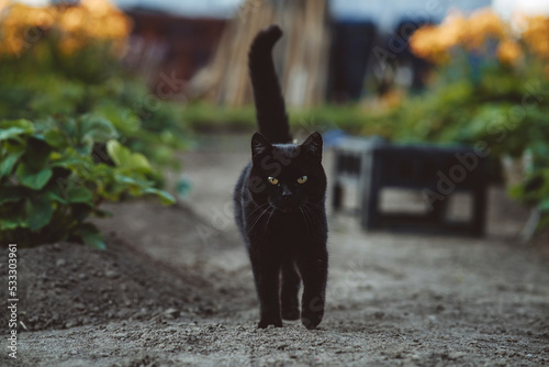 Black cat walking in garden