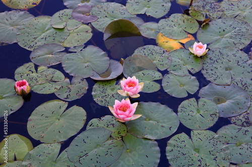 Pond filled with water lilies