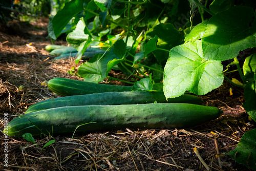 Cucumbers grown in greenhouse