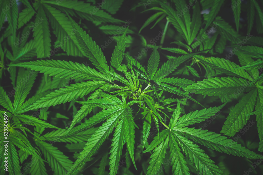 Marijuana, Cannabis leaves dark nature background