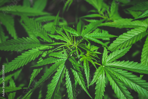 Marijuana plant, cannabis medical use, Cannabis plants