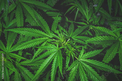 Marijuana  Cannabis leaves dark nature background