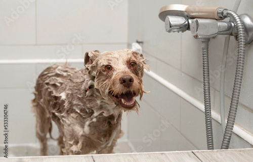 Happy dog enjoying a bath in a pet grooming salon