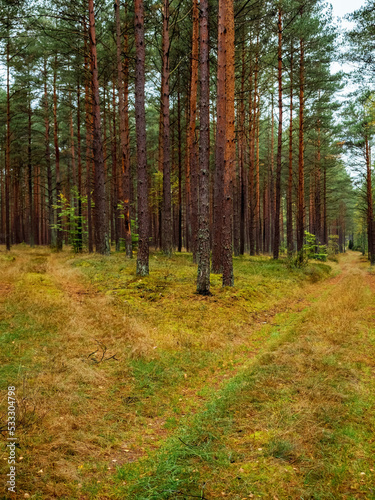 autumn pine tree deep forest, moody woods, fall season weather © lenaivanova2311