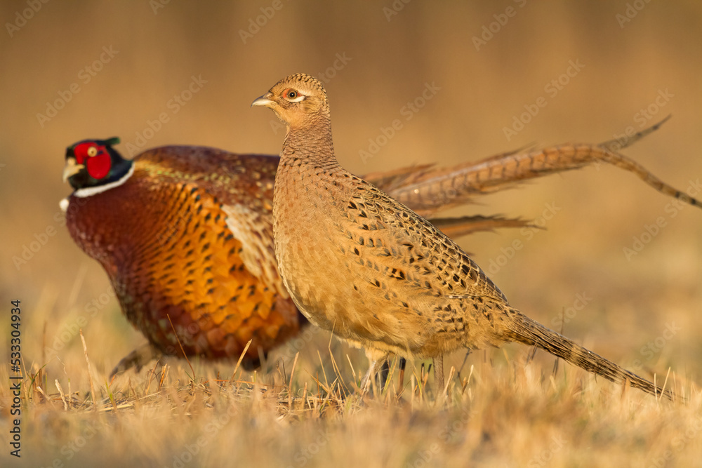 Common pheasant (Phasianus colchius) Ring-necked pheasant in natural habitat, male grassland Common pheasant (Phasianus colchius) Ring-necked pheasant in natural habitat, male grassland