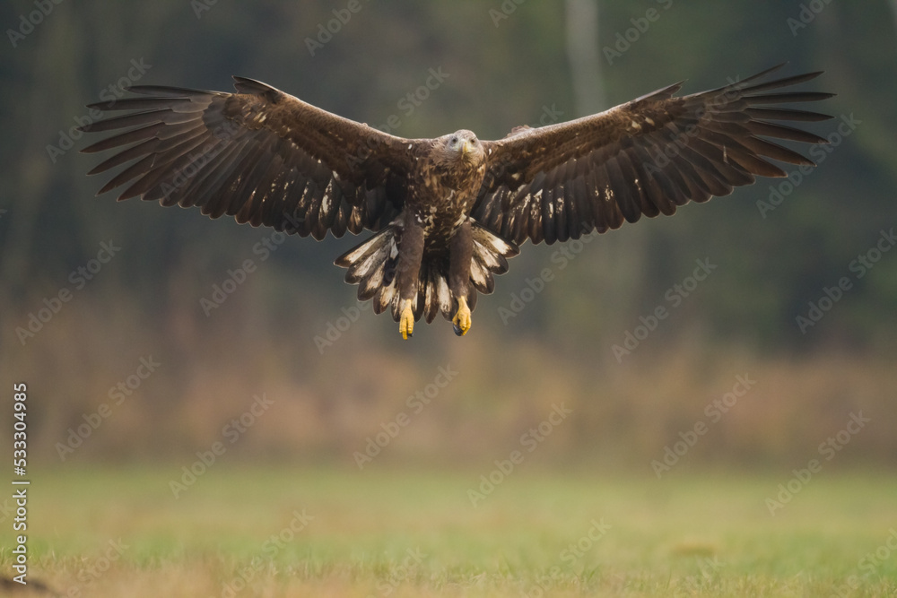 Obraz premium Majestic predator White-tailed eagle, Haliaeetus albicilla in Poland wild nature