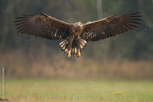 Majestic predator White-tailed eagle, Haliaeetus albicilla in Poland wild nature