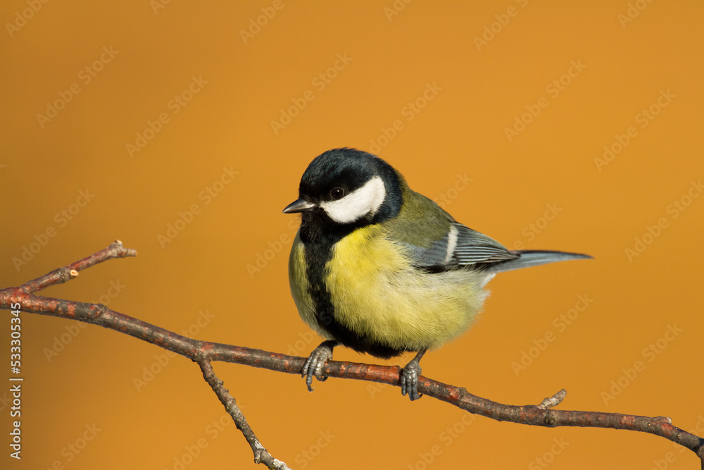 Naklejka premium Colorful great tit ( Parus major ) perched on a tree trunk, photographed in horizontal, amazing background