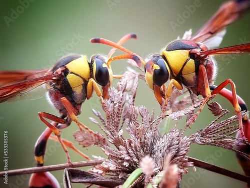 Macro shot of hornets and the wasp Pollination