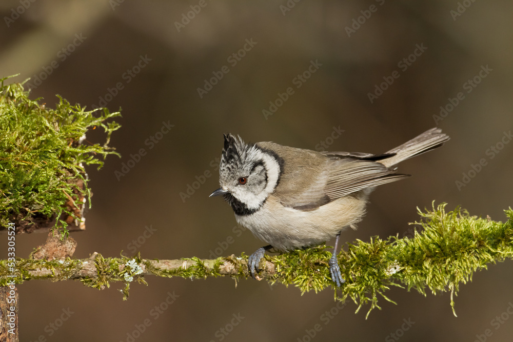 Fototapeta premium Bird Crested tit Lophophanes cristatus small bird perched on the tree in forest, Poland Europe
