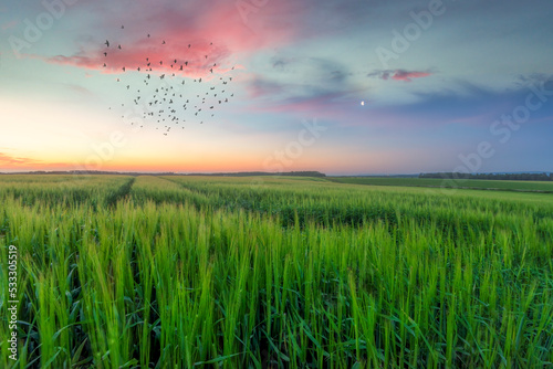Flock of birds flying over green crops at dusk