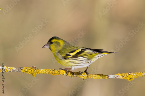 Bird Siskin Carduelis spinus male, small yellow bird, winter time in Poland Europe