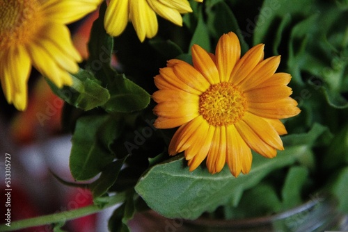 Orange Marigold flower bloom with petals in Homemade tab