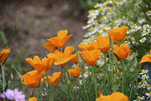 Orange Roses bloom with petals in Garden