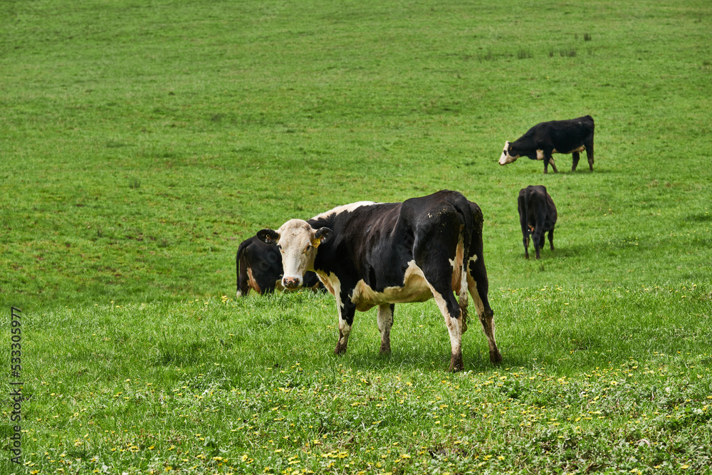 The most popular dairy breed in Australia is the Holstein, Friesian. These black and white cows which originate from the Netherlands via America are known for their high milk production, The most popular dairy breed in Australia is the Holstein, Friesian. These black and white cows which originate from the Netherlands via America are known for their high milk production,