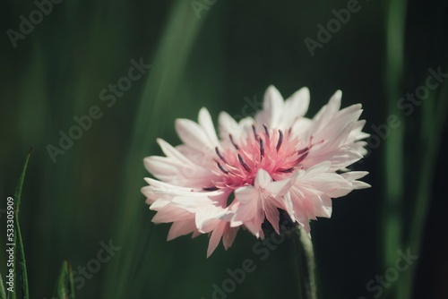 Pink cornflower with elegant flora in garden