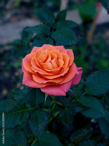 Pink Rose Flower in Garden beauty of Darkness