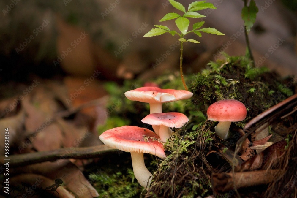 Raw Mushroom naturally growing in Jungle Raw Mushroom naturally growing in Jungle