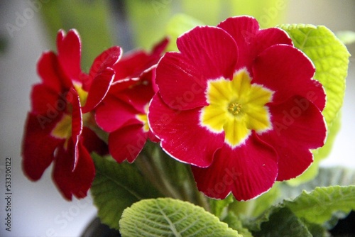 Primrose flower blossom in Spring with flora