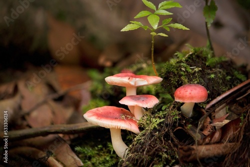 Raw Mushroom naturally growing in Jungle