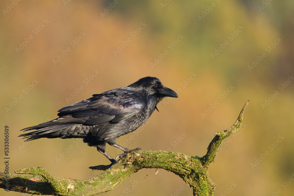 Fototapeta premium A beautiful raven ( Corvus corax ) North Poland Europe black bird crow perched on tree